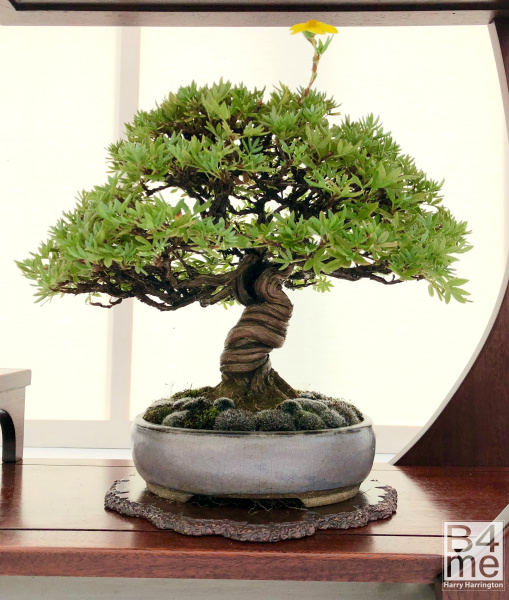 Potentilla fruiticosa bonsai